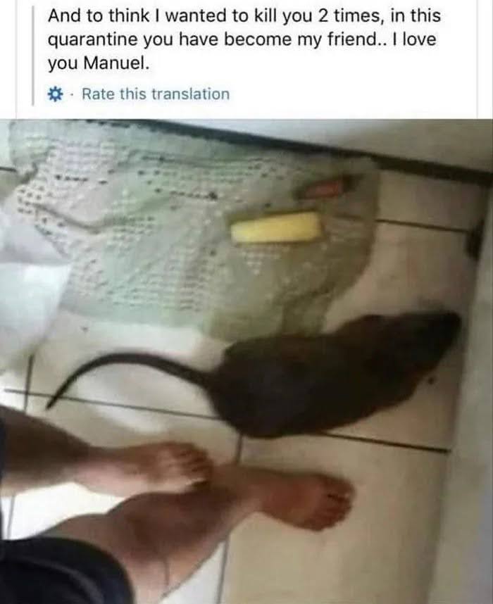 And to think wanted to kill you 2 times, in this
quarantine you have become my friend.. I love
you Manuel.
· Rate this translation
