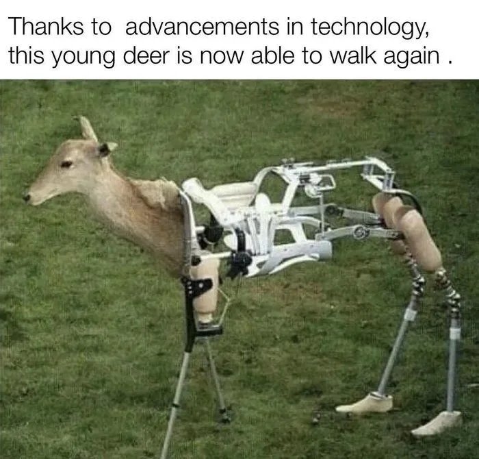 Thanks to advancements in technology,
this young deer is now able to walk again .
