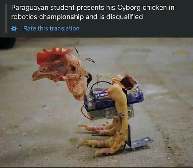 Paraguayan student presents his Cyborg chicken in
robotics championship and is disqualified.
*. Rate this translation
