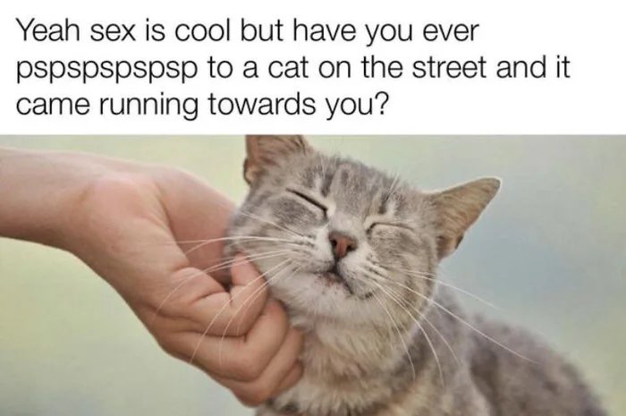 Yeah sex is cool but have you ever
pspspspspsp to a cat on the street and it
came running towards you?
