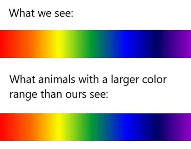 What we see:
What animals with a larger color
range than ours see:
