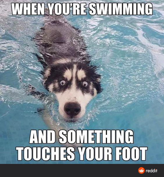 WHEN YOU'RE SWIMMING
AND SOMETHING
TOUCHES YOUR FOOT
O reddit
