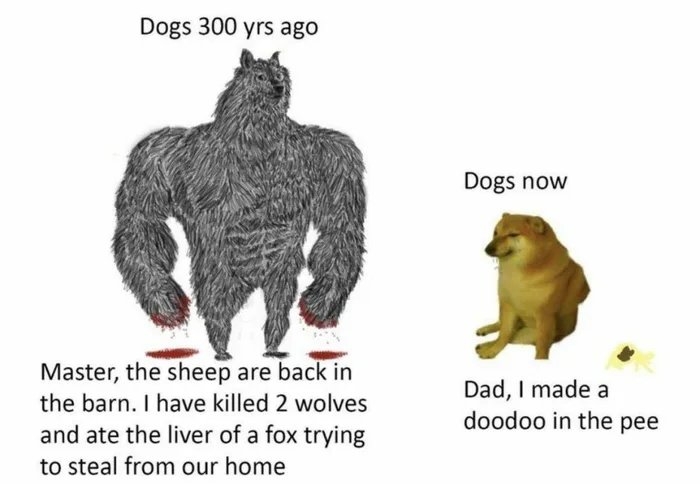 Dogs 300 yrs ago
Dogs now
Master, the sheep are back in
Dad, I made a
doodoo in the pee
the barn. I have killed 2 wolves
and ate the liver of a fox trying
to steal from our home
