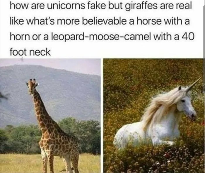 how are unicorns fake but giraffes are real
like what's more believable a horse with a
horn or a leopard-moose-camel with a 40
foot neck
