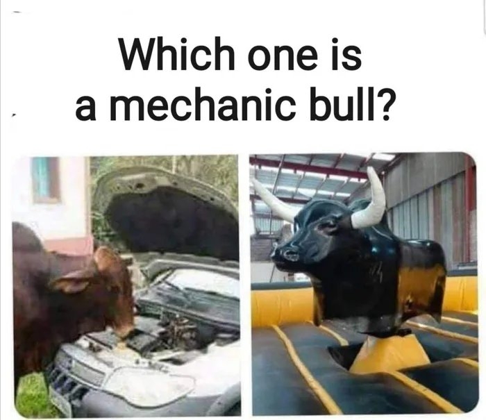 Which one is
a mechanic bull?
