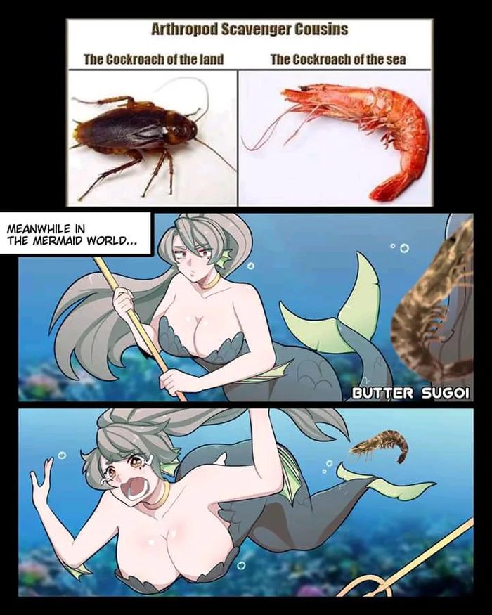 Arthropod Scavenger Cousins
The Cockroach of the land
The Cockroach of the sea
THE MERMAID WORLD...
BUTTER SUGOI
