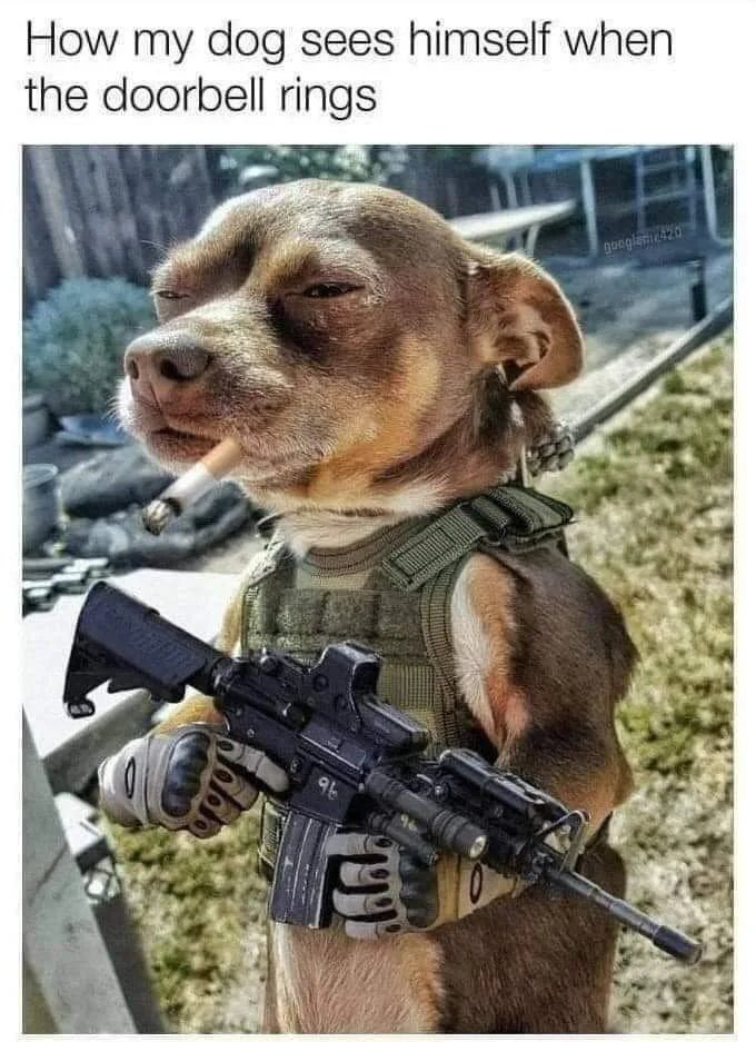 How my dog sees himself when
the doorbell rings
gongleti420
9b
