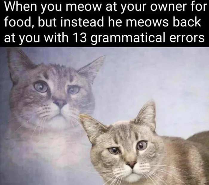 When you meow at your owner for
food, but instead he meows back
at you with 13 grammatical errors

