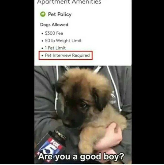 Apartment Amenities
Pet Policy
Dogs Allowed
• $300 Fee
• 50 lb Weight Limit
• 1 Pet Limit
Pet Interview Required
Are you a good boy?
