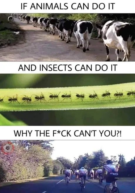IF ANIMALS CAN DO IT
AND INSECTS CAN DO IT
WHY THE F*CK CAN'T YOU?!
