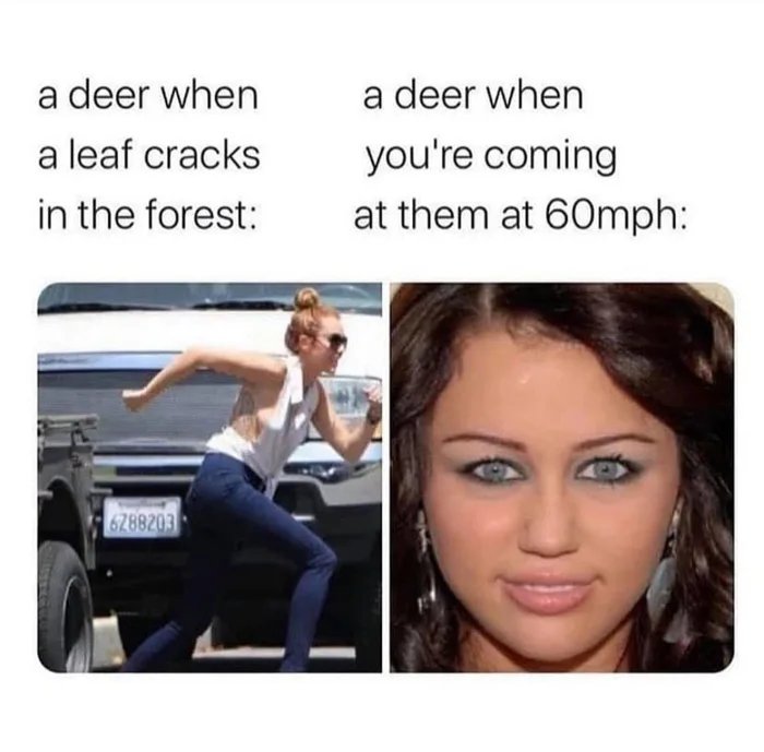 a deer when
a deer when
a leaf cracks
you're coming
in the forest:
at them at 60mph:
6288203
